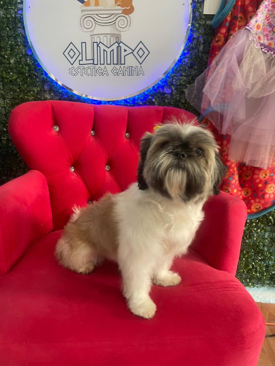 Cliente Olimpo Estética Canina