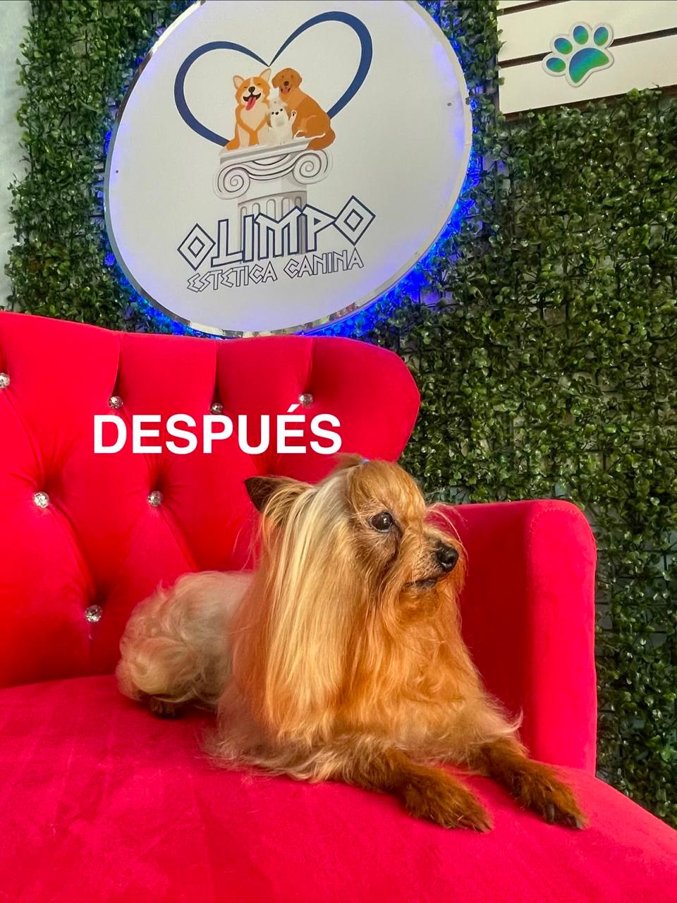 Cliente Olimpo Estética Canina