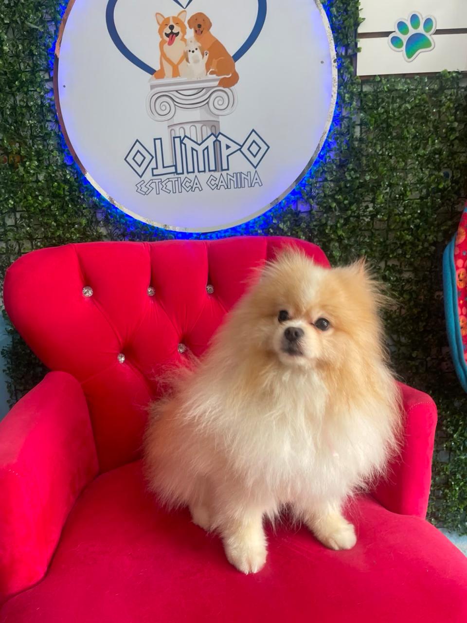 Cliente Olimpo Estética Canina