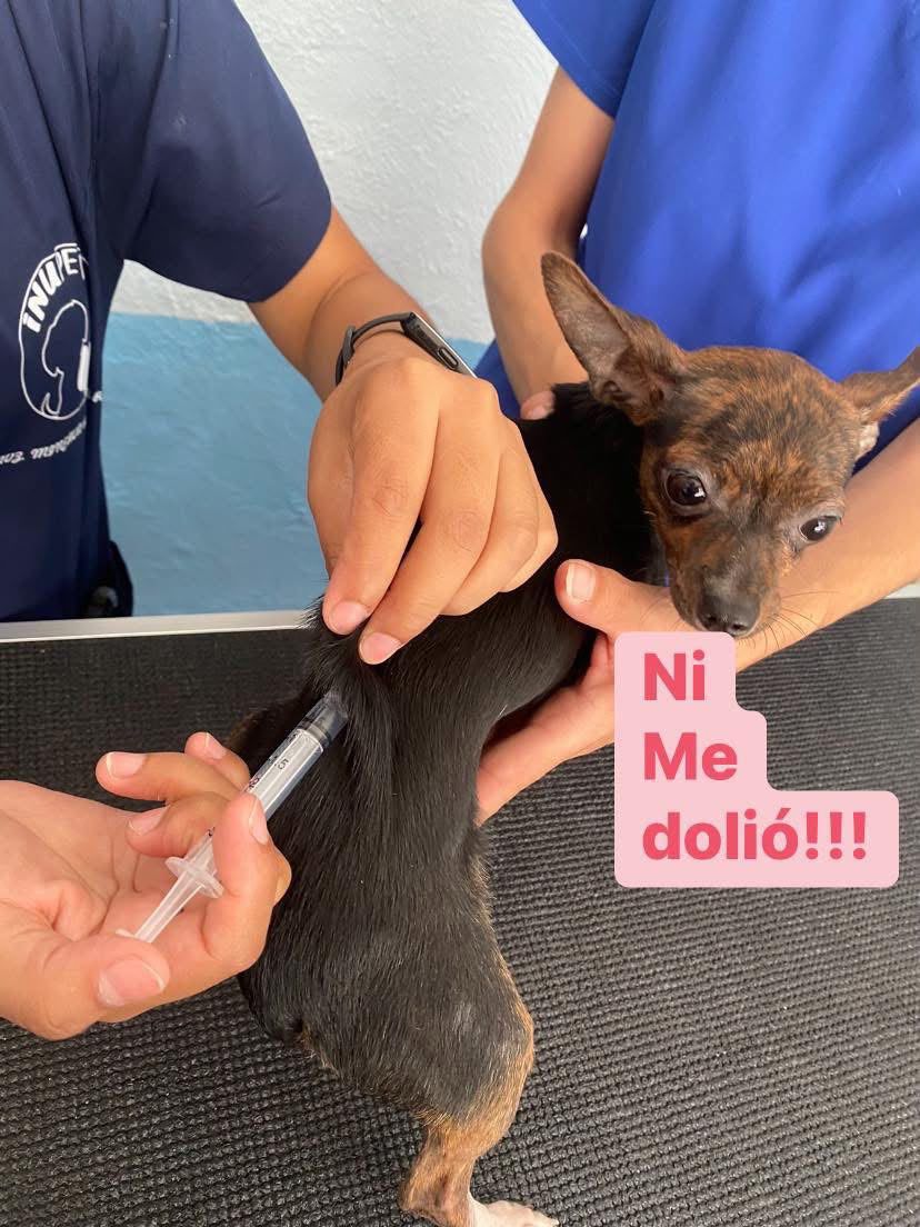 Atención veterinaria en Olimpo Estética Canina